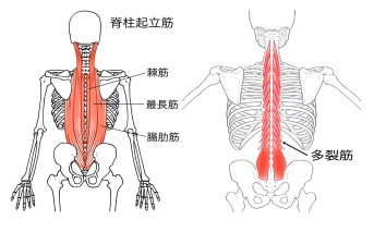 脊柱起立筋、多裂筋